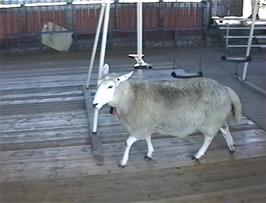 A sheep gets into the restaurant area at the Mount Hangur cableway station, Voss